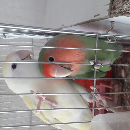 طوطی برزیلی