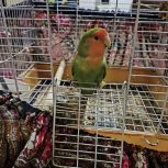 طوطی برزیلی