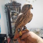 پرنده کسی داشت پیام بده