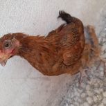 یک عدد جوجه دورگه