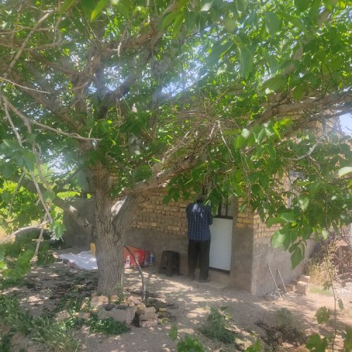 فروش بخشی از باغ های درخت انگور و گردو