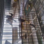 قناری رنگی زیبا و دلنشین *