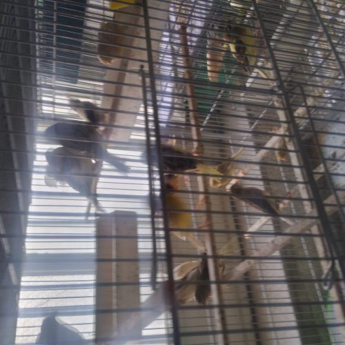 قناری رنگی زیبا و دلنشین *