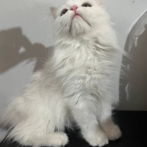 توله گربه پرشین بریتیش