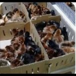 جوجه گوشتی و گلپایگان