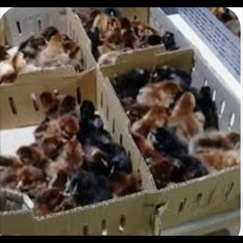 جوجه گوشتی و گلپایگان