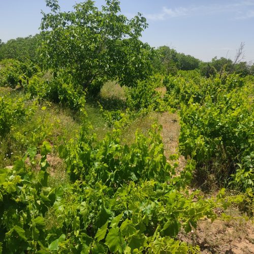 فروش بخشی از باغ های درخت انگور و گردو