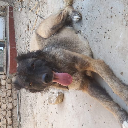 سگ ماده سرابی