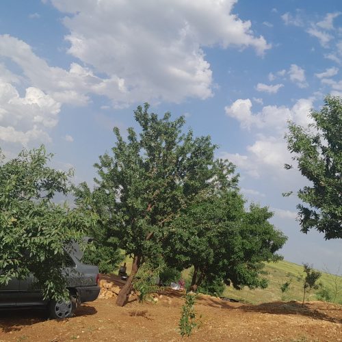 یک هکتار باغ بادام و انگور