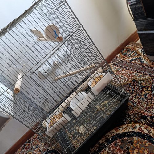 عروس هلندی مولد