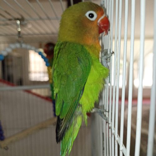 کوتوله برزیلی