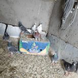 کبوتر دوبر🕊️