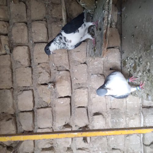 کبوتر یا پرنده