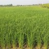 زمین کشاورزی مناسب خونه باغ 1800 متری با سند مالکیت