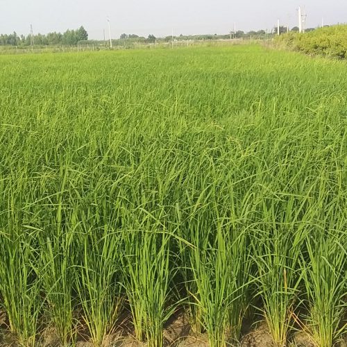 زمین کشاورزی مناسب خونه باغ 1800 متری با سند مالکیت
