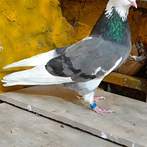 کفترکبوترشازده سبزکاکلی