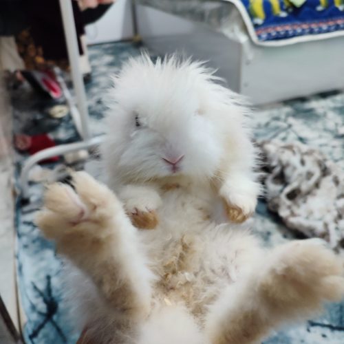 فروش خرگوش لپ