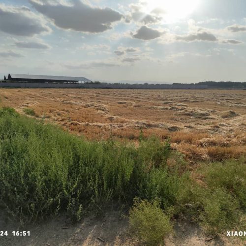 زمین کشاورزی
