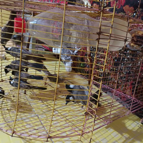 بلبل نوچه بالغ نشده