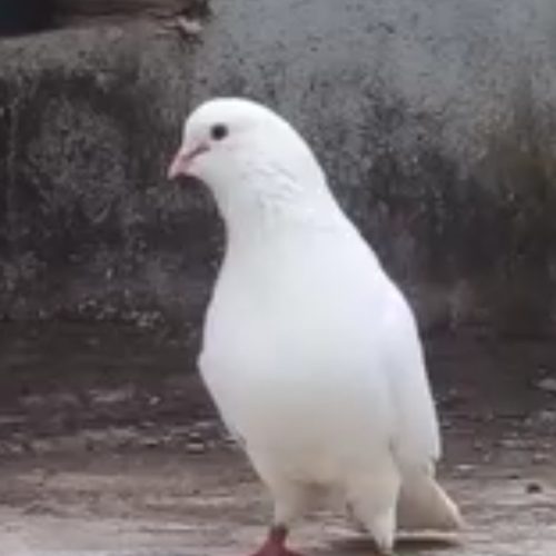 فروش کبوتر پرشی