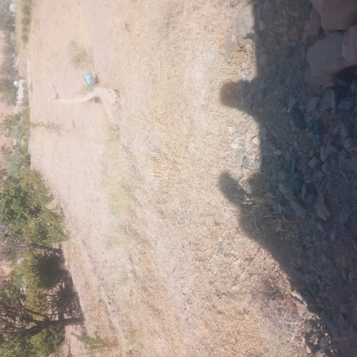 زمین 250 متری سورگ