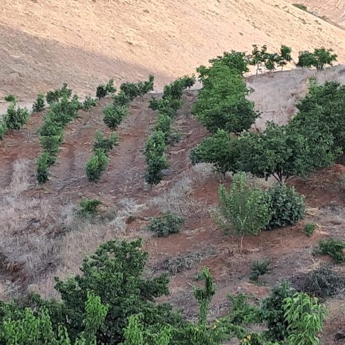 باغ7000متری سنندج