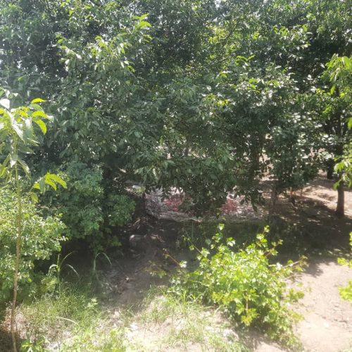 فروش باغ سر جاده اصلی سنندج