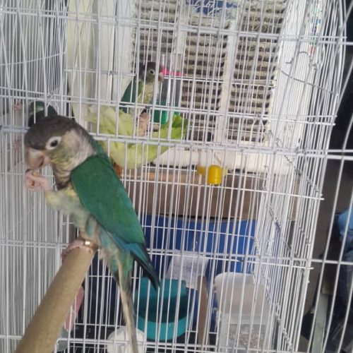 گرینچیک تراکوییس یلو ساید