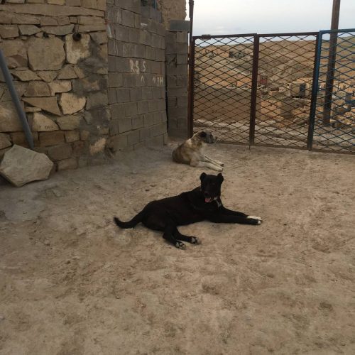 ی کوچو 8 ماه گله ی برای جنگ