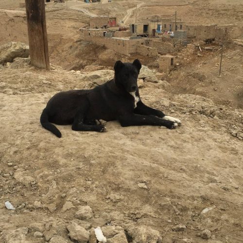 ی کوچو 8 ماه گله ی برای جنگ