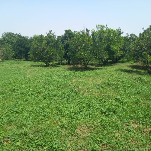 زمین باغی