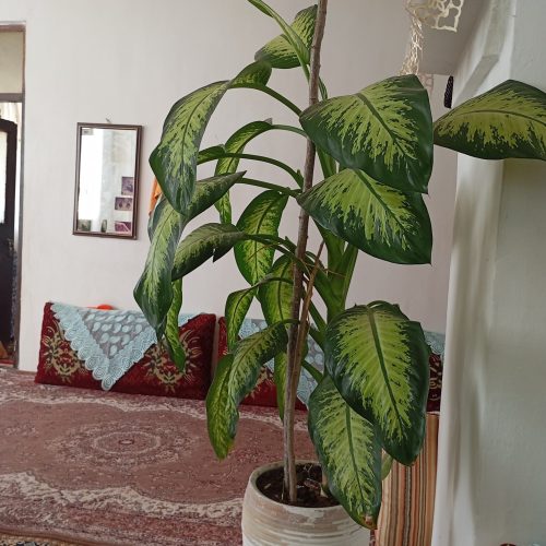 گل دیفن باخیا