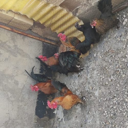 مرغ و خروس مینیاتوری سبرایت