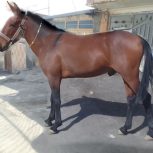 فروش قاطرسه سال