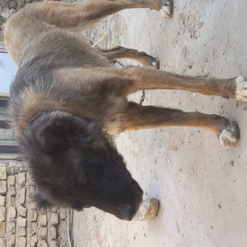 سگ ماده سرابی