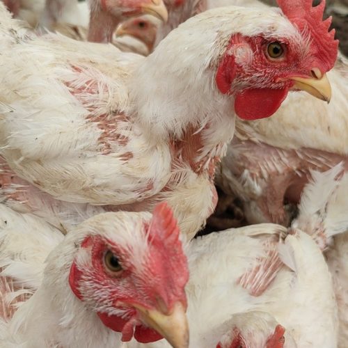 مرغ ارگانیک