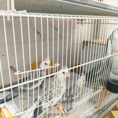 عروس هلندی آلبینو چشم شرابی دوکت فالو (مولد)