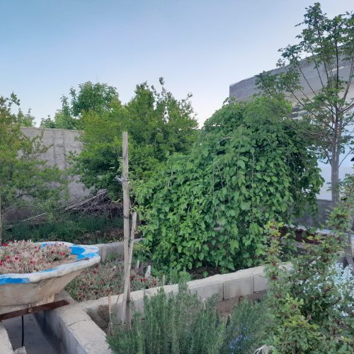 باغ در شهرضا