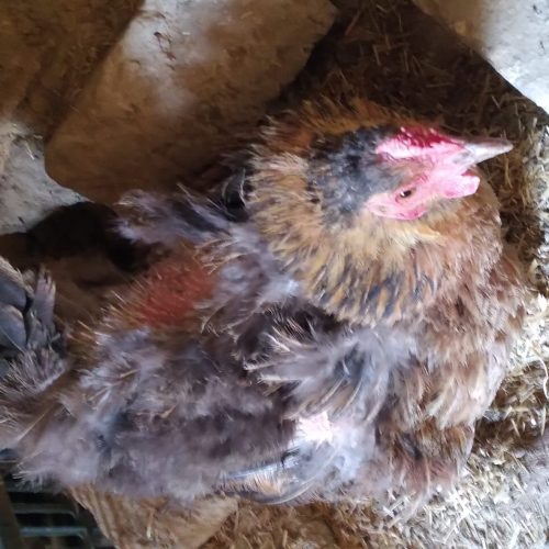 دوتا مرغ کرچ سالم و سرحال قیمت 800هراز تومان