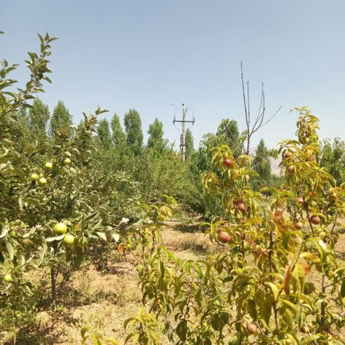 فروش باغ