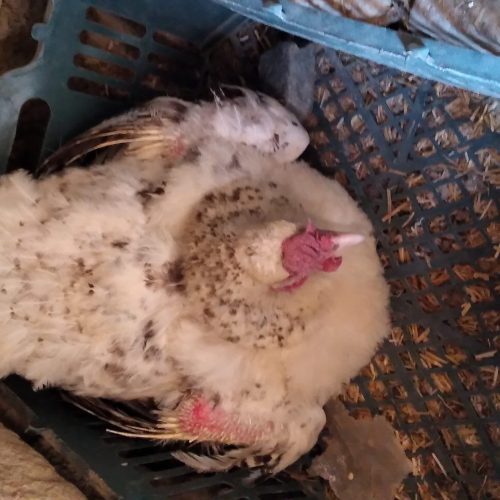 دوتا مرغ کرچ سالم و سرحال قیمت 800هراز تومان