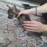 سگ تزئینی و آپارتمانی