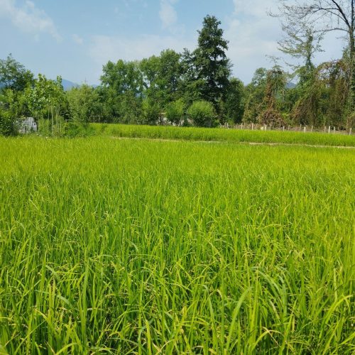 زمین باغی مخصوص باغ 8