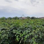 فروش زمین(باغ کیوی)