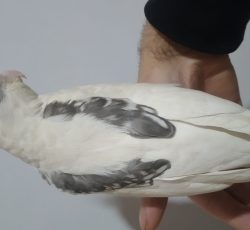 عروس هلندی البینو پروانه‌ای