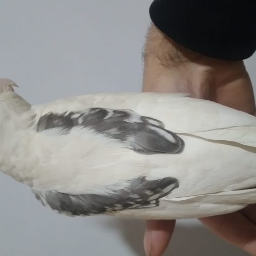 عروس هلندی البینو پروانه‌ای