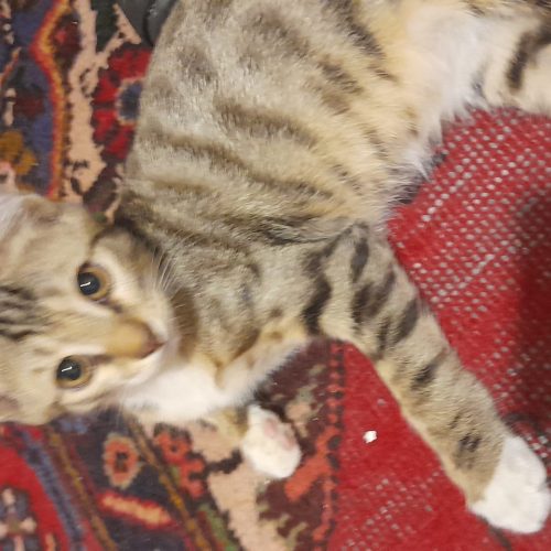 دو عدد گربه خانگی