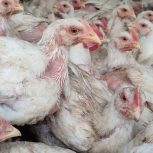 مرغ ارگانیک