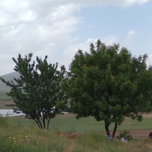 یک هکتار باغ بادام و انگور