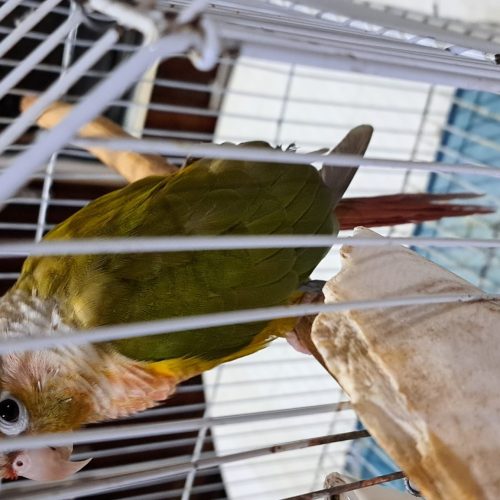 یک طوطی گرین چک دَبل رِد